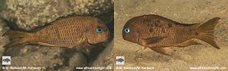 Tropheus sp. 'crescentic' Kungwe Point.jpg