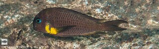 Tropheus sp. 'crescentic' Mkuyu.jpg