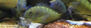 Tropheus sp. 'crescentic' Sanogo Green.jpg