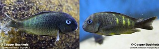 Tropheus sp. 'crescentic' Ubwari (South).jpg