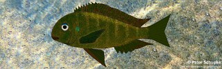 Tropheus sp. 'crescentic' Zinzia.jpg