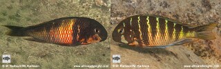 Tropheus hybrids from Mahale NP.jpg