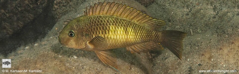 Tropheus sp. 'limespot' Lyamembe<br><font color=gray>Tropheus sp. 'maculatus' Lyamembe</font> 