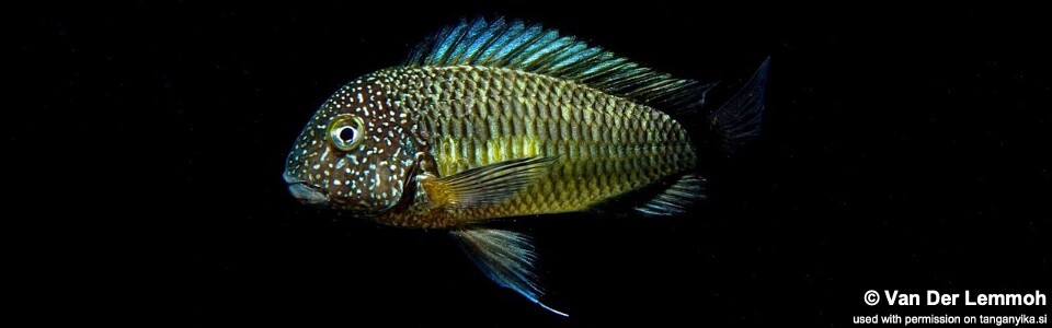 Tropheus sp. 'limespot' Mulunguzi<br><font color=gray>Tropheus sp. 'maculatus' Mulunguzi<br> Green Murago</font> 