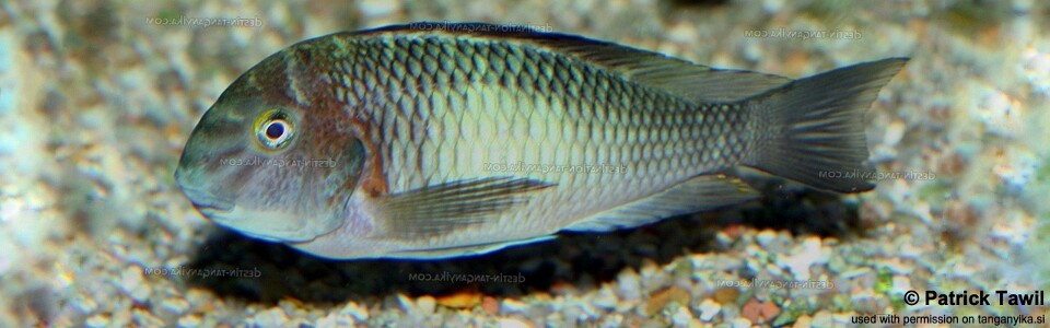 Tropheus sp. 'limespot' Mwerazi<br><font color=gray>Tropheus sp. 'maculatus' Mwerazi</font> 