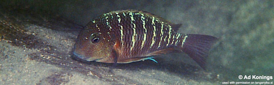 Tropheus sp. 'limespot' Tembwe (Deux)<br><font color=gray>Tropheus sp. 'maculatus' Tembwe (Deux)</font> 