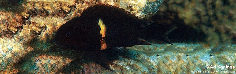 Tropheus sp. 'black' Mboko Island<br><font color=gray>Lemon Stripe Moorii</font>