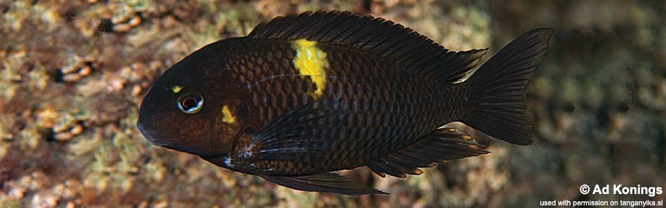 Tropheus sp. 'black' Muzimu