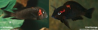 Tropheus sp. 'black' Cape Caramba.jpg