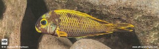 Tropheus sp. 'crescentic' Halembe! (Kushangaza).jpg