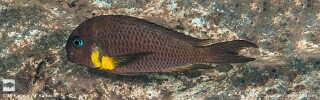 Tropheus sp. 'crescentic' Mkuyu Point.jpg