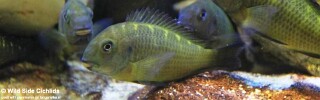 Tropheus sp. 'crescentic'! Sanogo Green.jpg