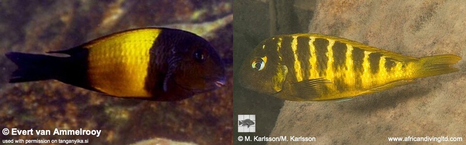 Tropheus sp. 'kaiser'<br><font color=red>Displaced individuals & natural hybrids</font>