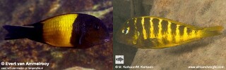 Tropheus sp. 'kaiser'! displaced and natural hybrids.jpg