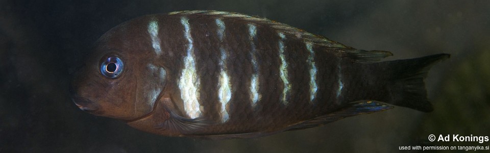 Tropheus sp. 'kipili' File Bay<br><font color=gray>Tropheus brichardi 'File Bay'</font> 