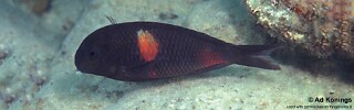 Tropheus sp. 'kirschfleck' Mabilibili.jpg