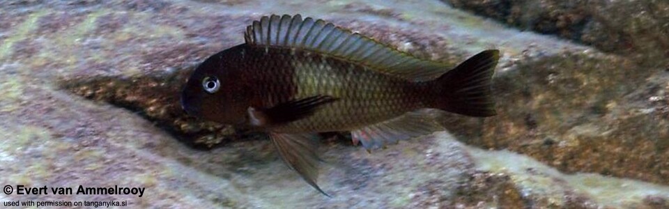 Tropheus sp. 'limespot' Mabilibili - Tropheus sp. 'maculatus' Mabilibili