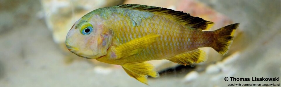 Tropheus sp. 'lukuga' Karilani Island<br><font color=gray>(Kushaganaza)<br>Tropheus brichardi 'Karilani Island' (Kushaganaza)</font>