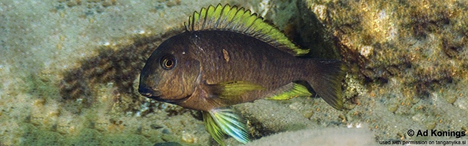 Tropheus sp. 'lukuga' Kitoke<br><font color=gray>Tropheus brichardi 'Kitoke'</font> 