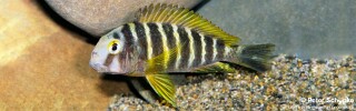Tropheus sp. 'lukuga'! (Chiwa).jpg