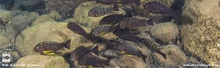 Tropheus sp. 'lukuga'! Magambo Island.jpg