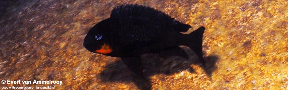 Tropheus sp. 'mpimbwe' Cape Mpimbwe!<br>(Red Cheek)
