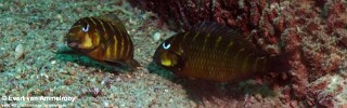 Tropheus sp. 'mpimbwe' Cape Mpimbwe! (Yellow Cheek).jpg
