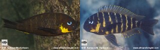 Tropheus sp. 'mpimbwe' Mwaka Bay.jpg