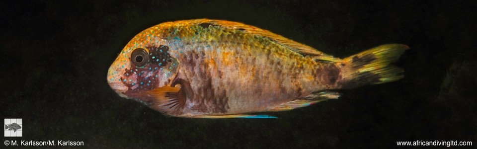 Tropheus sp. 'murago tanzania' Wampembe (Kushangaza)
