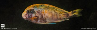 Tropheus sp. 'murago tanzania' Wampembe! (Kushangaza).jpg