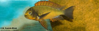 Tropheus sp. 'red' Cape Kachese! (Golden Kazumba).jpg