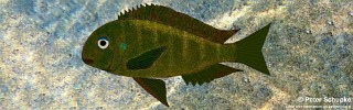 Tropheus sp. 'crescentic' Zinzia.jpg