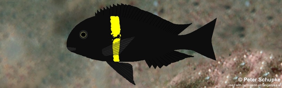 Tropheus sp. 'black' Cape Banza