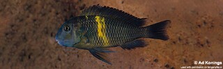 Tropheus sp. 'black' Kifumbwe Island.jpg