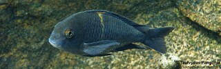 Tropheus sp. 'black' Nondwa Point.jpg