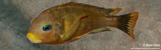 Tropheus sp. 'kipili' Ulwile Island! (Kushangaza).jpg
