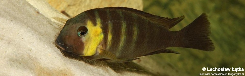 Tropheus sp. 'lukuga' Kabimba<br><font color=gray>Tropheus brichardi 'Kabimba'<br>(Canary Cheek)</font> 