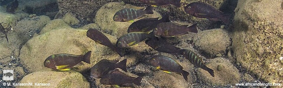 Tropheus sp. 'lukuga' Magambo Island<br><font color=gray>Tropheus brichardi 'Magambo Island'</font> 