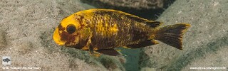 Tropheus sp. 'mpimbwe' Udachi! (Golden Kushangaza).jpg