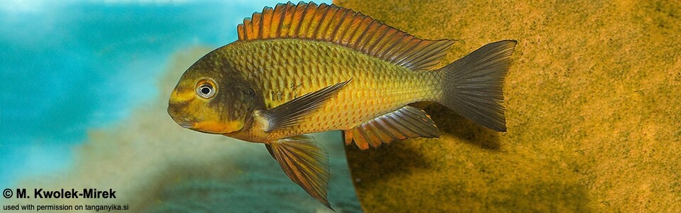 Tropheus sp. 'red' Cape Kachese<br>Golden Kazumba