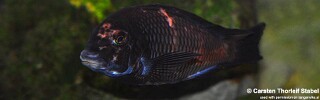 Tropheus sp. 'red' Cape Chipimbi! (Kushangaza).jpg