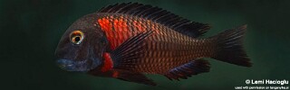 Tropheus sp. 'red' Lunangwa! South.jpg