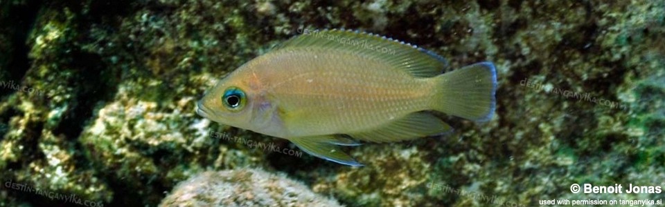 Variabilichromis moorii 'Mvuna Island'