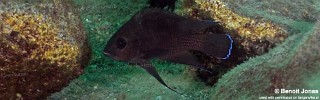 Variabilichromis moorii 'Mamalesa Island'.jpg