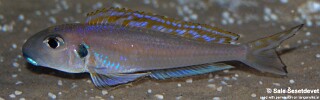 Xenotilapia bathyphilus! 'Burundi'.jpg