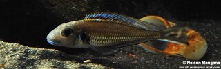 Xenotilapia bathyphilus! 'Congo'.jpg
