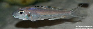 Xenotilapia bathyphilus! 'Zambia'.jpg