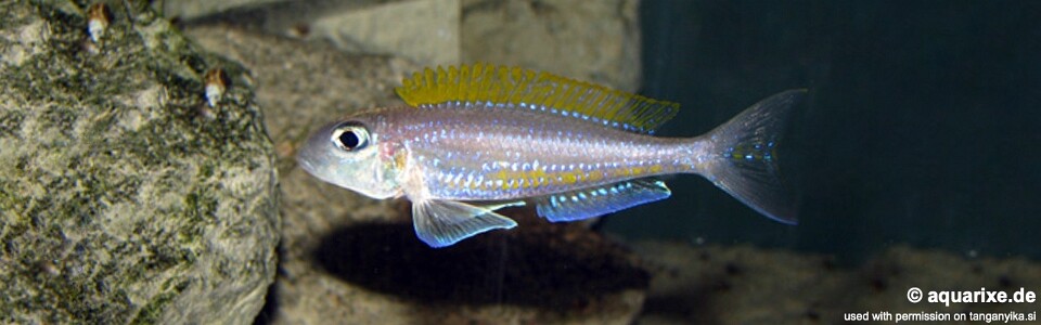 Xenotilapia flavipinnis 'Isanga Bay'