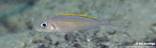 Xenotilapia flavipinnis 'Bilila (Kavala) Island'.jpg