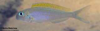 Xenotilapia flavipinnis 'Jakobsens Beach'.jpg